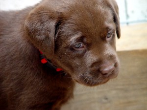 Chocolate Lab 8